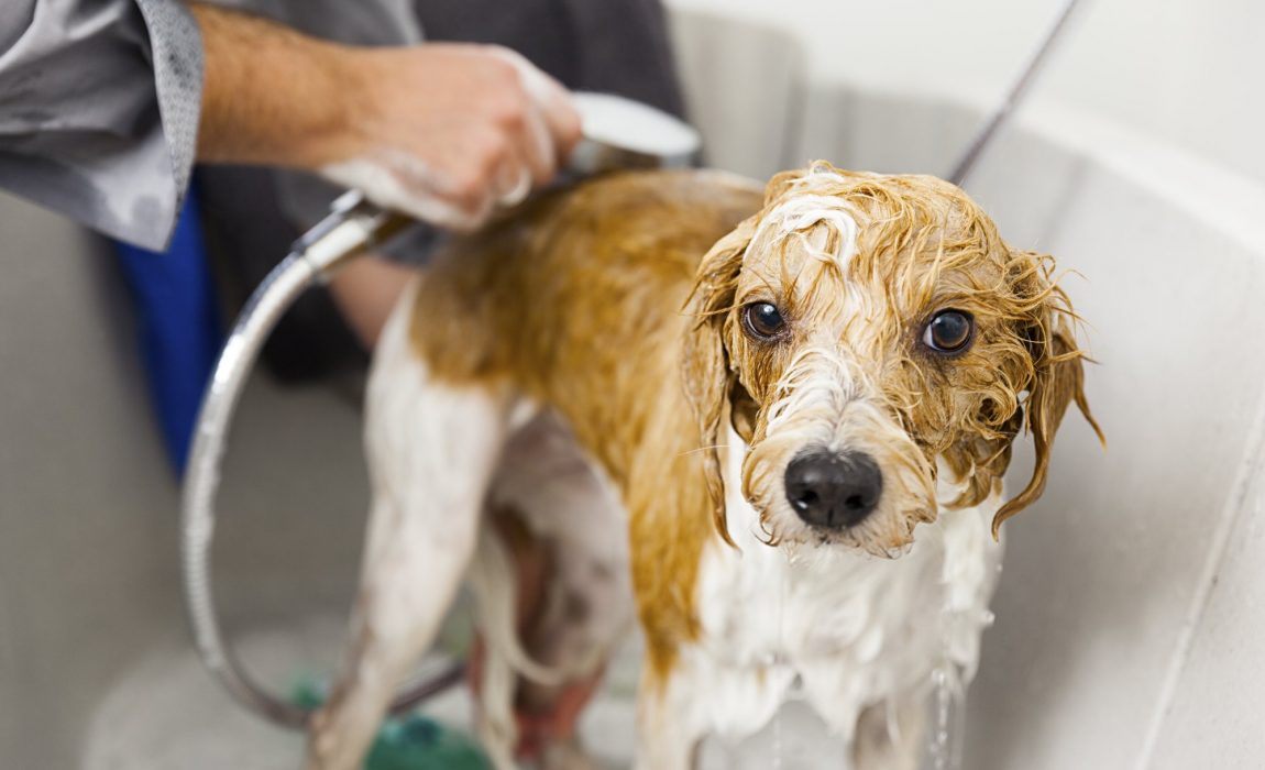 The Importance of Cleaning Dogs Using Premium Agents
