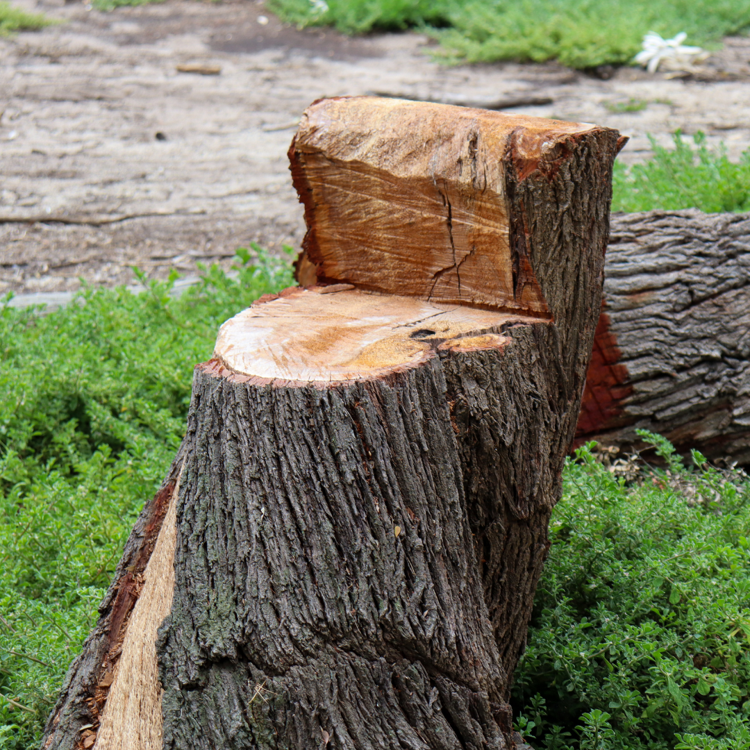 3 Reasons to Need a Tree Lopping or Removal Service