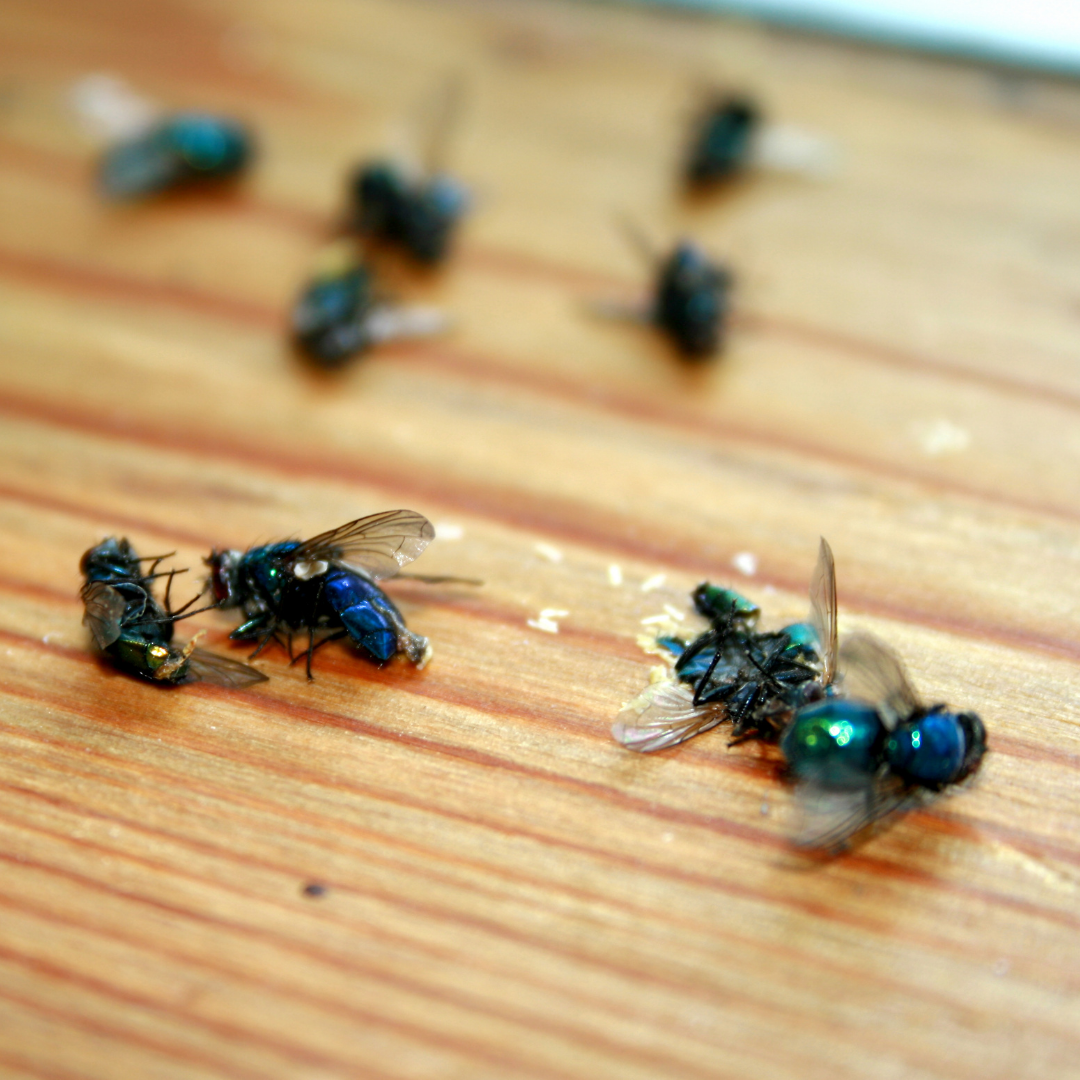Removing House Flies From Your Home
